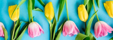 panoramic shot of blooming yellow and pink tulips on blue, mothers day concept  clipart