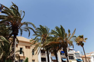 Katalonya, İspanya 'da arka planda evleri ve mavi gökyüzü olan palmiye ağaçları 