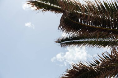 Bottom view of branches of palm trees with sky at background  clipart