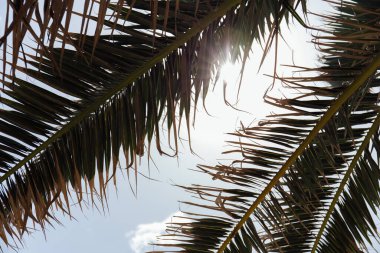 Bottom view of branches of palm tree with sunlight and blue sky at background clipart
