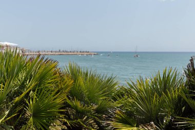 Katalonya, İspanya 'da arka planda deniz ve mavi gökyüzü bulunan palmiye dallarının seçici odak noktası 