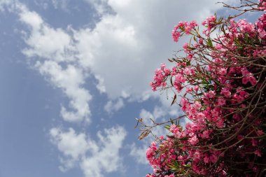 Arka planda bulutlu gökyüzü olan pembe çiçekli bitkinin alt görünümü 
