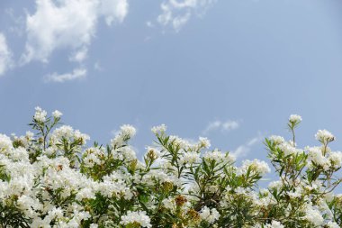 Beyaz çiçekli, mavi gökyüzü arka planda bulutlu bitkinin alçak açılı görüntüsü 
