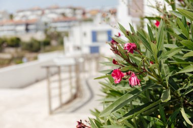 Katalonya, İspanya 'da şehir caddesinde pembe çiçekli bitkilerin seçici odağı 