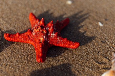 Selective focus of red starfish on beach sand  clipart