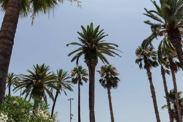 Blick Auf Blühende Pflanzen Und Palmen Mit Blauem Himmel Hintergrund — Stockfoto