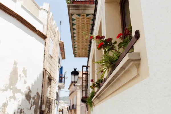 Vista Baixo Ângulo Flores Florescendo Peitoril Janela Casa Rua Urbana — Fotografia de Stock