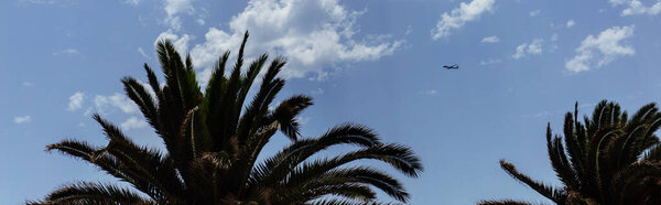 Panoramic orientation of palm trees and airplane in sky with clouds 
