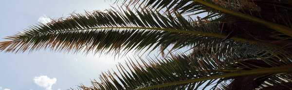Bottom view of branches of palm tree with sky at background, panoramic shot 