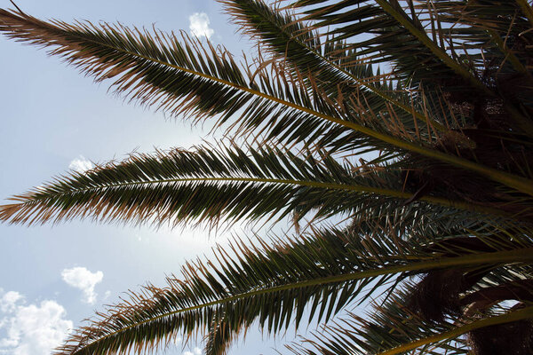 Bottom view of palm tree with blue sky with clouds at background 