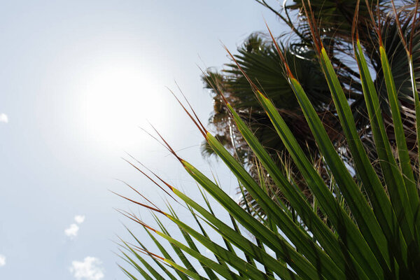 Bottom view of branches of palm trees with sun and blue sky at background 