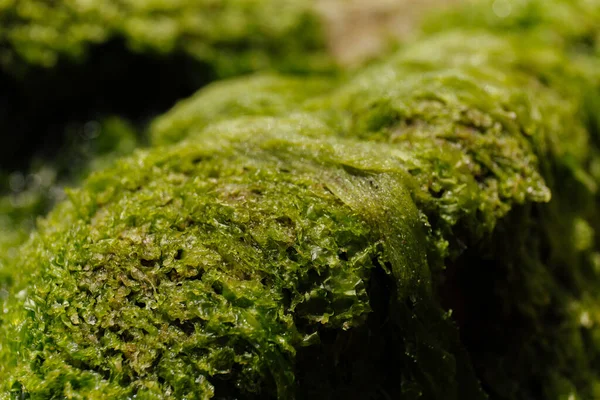 Close View Green Seaweed Stone — Stock Photo, Image