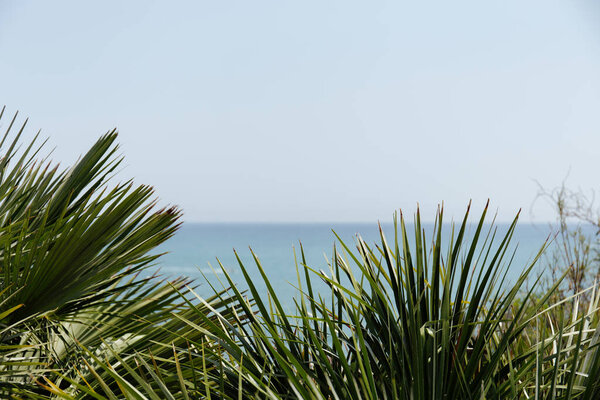 Selective focus of branches of palm trees with seascape and sky at background in Catalonia, Spain 
