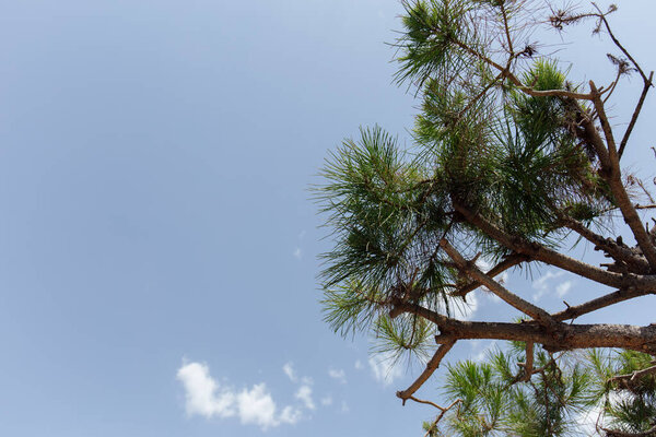 Bottom view of brunches of coniferous tree with blue sky at background 
