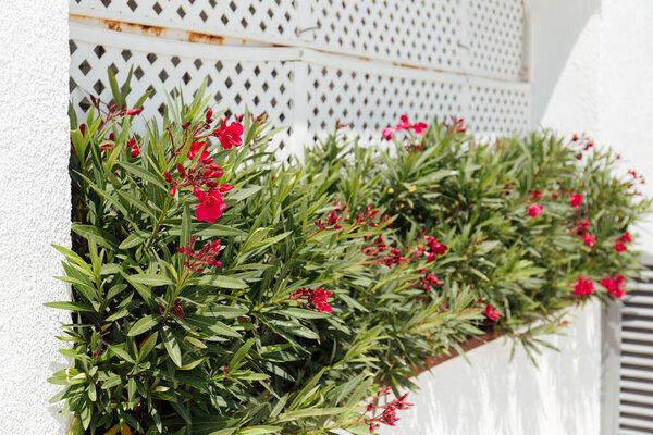 Selective focus of blooming plants with red flowers in flowerbed near building 