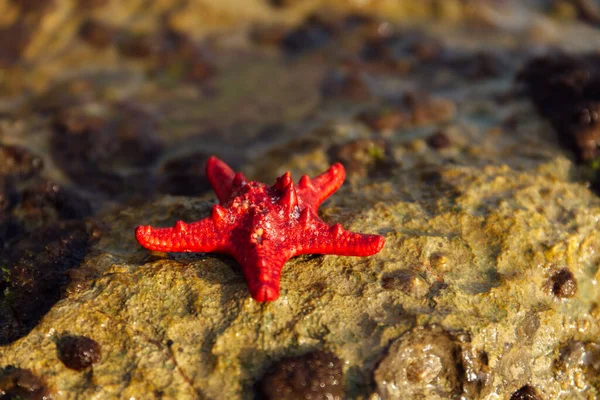 Close View Red Starfish Wet Stone Sunlight — Stock Photo, Image