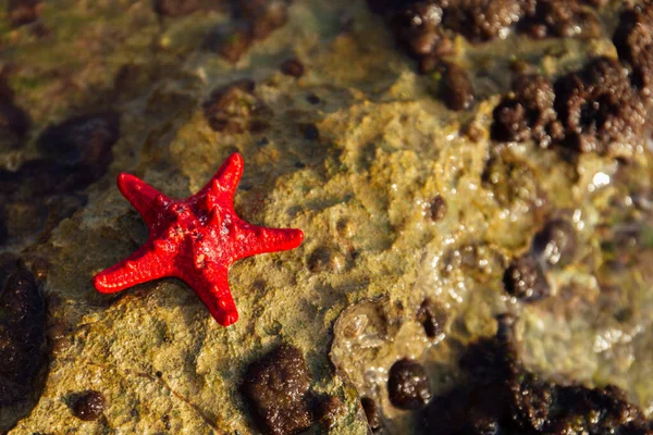 Vue Rapprochée Étoile Mer Rouge Sur Pierre Texturée Humide — Photo