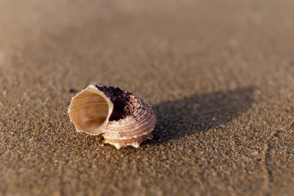 Selektivt Fokus Snäckskal Våt Sand Stranden — Stockfoto