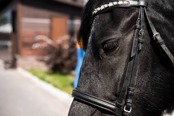 Cheval de race avec bride — Photo de stock