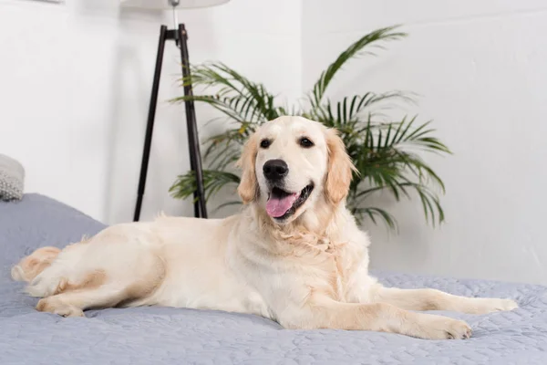 Golden retriever dog — Stock Photo