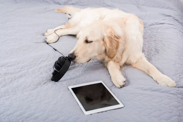 Chien avec dispositifs numériques — Photo de stock