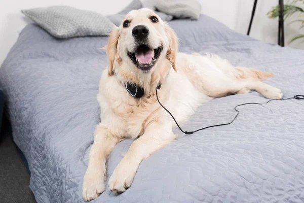 Divertido perro con auriculares - foto de stock
