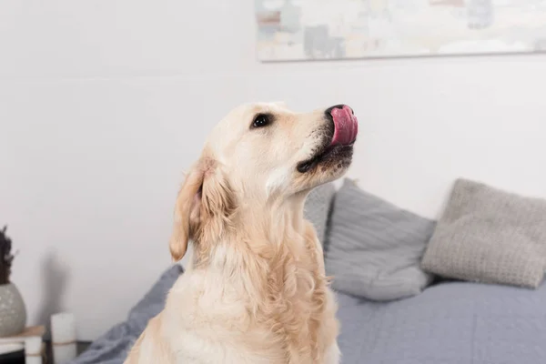 Dog licking up nose — Stock Photo