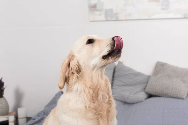 Chien léchant le nez — Photo de stock