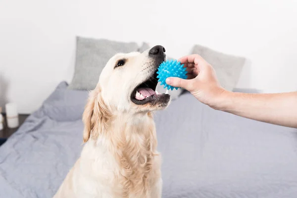 Dog playing with ball — Stock Photo
