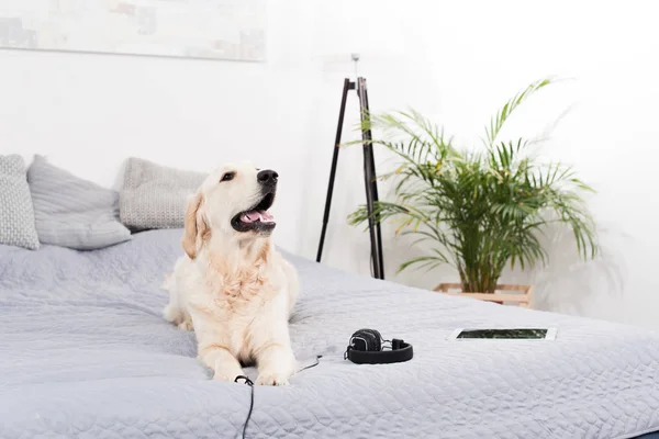 Собака з навушниками та цифровим планшетом — стокове фото