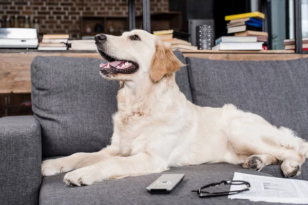 Perro con mando a distancia - foto de stock