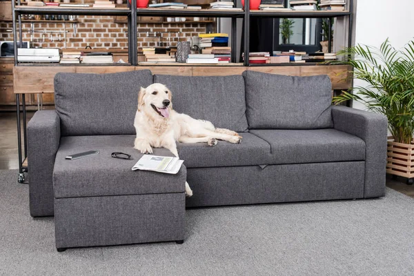 Golden retriever dog on sofa — Stock Photo