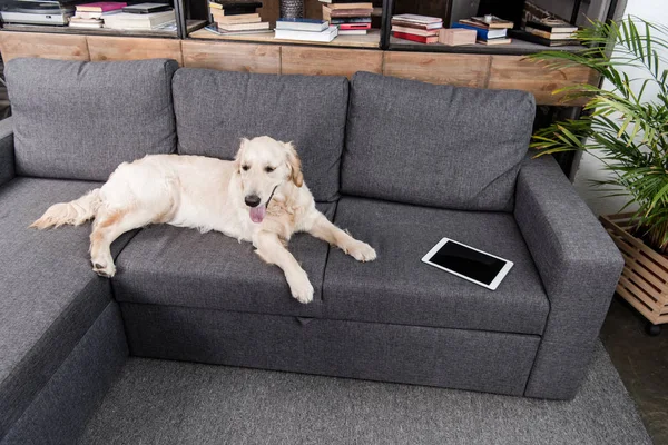 Dog with digital tablet — Stock Photo