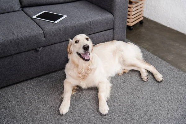 Cane con tablet digitale — Foto stock