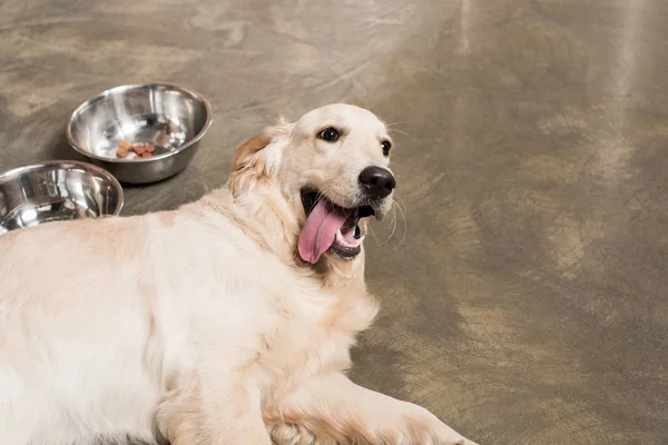 Golden retriever dog — Stock Photo