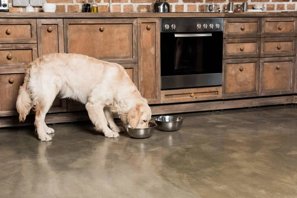 Perro recuperador dorado hambriento - foto de stock