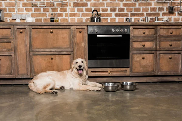 Golden retriever dog — Stock Photo