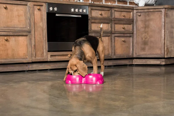 Hungry beagle dog — Stock Photo