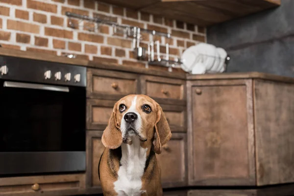 Chien beagle drôle — Photo de stock
