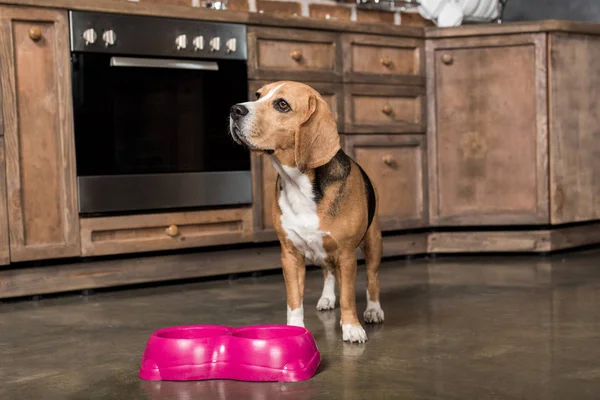 Perro beagle hambriento - foto de stock