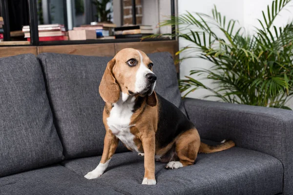 Beagle perro en el sofá - foto de stock