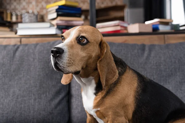 Chien beagle sur canapé — Photo de stock