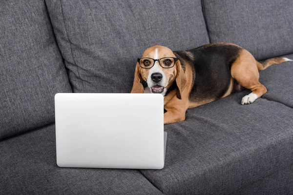 Beagle perro con portátil - foto de stock