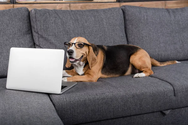 Beagle perro con portátil - foto de stock