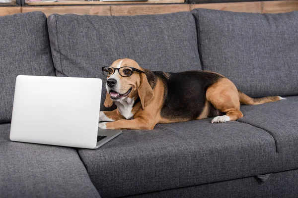 Cão beagle com laptop — Fotografia de Stock