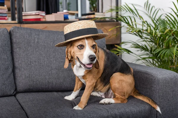 Cão beagle em chapéu — Fotografia de Stock
