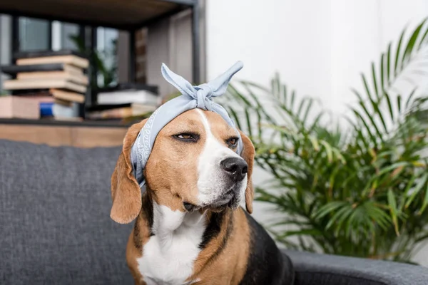 Perro beagle en bandana - foto de stock