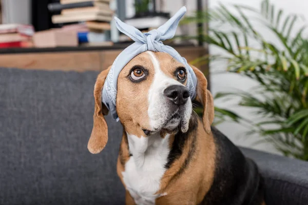 Beagle dog in bandana — Stock Photo