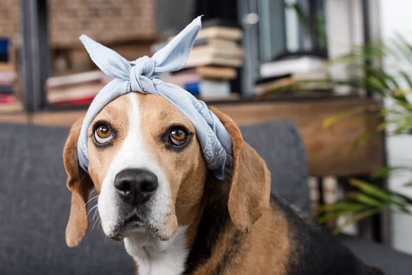 Beagle Hund im Kopftuch — Stockfoto