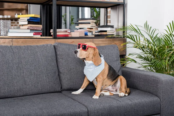 Beagle dog in sunglasses — Stock Photo